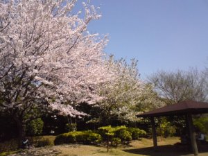 近場、香澄公園の桜